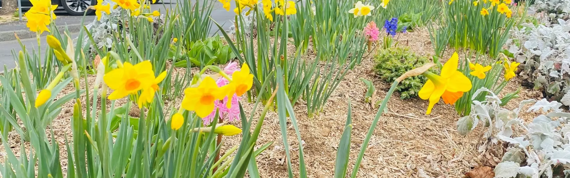 Mauriac, Petite Ville de Demain