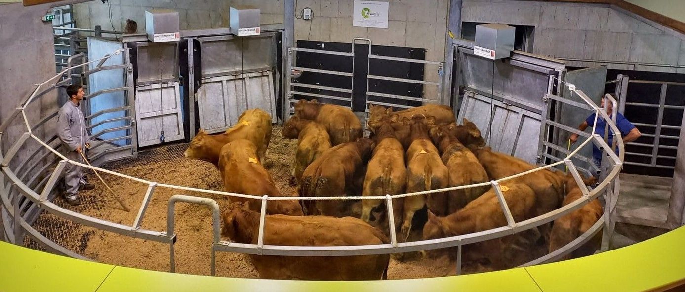 vaches marché au cadran